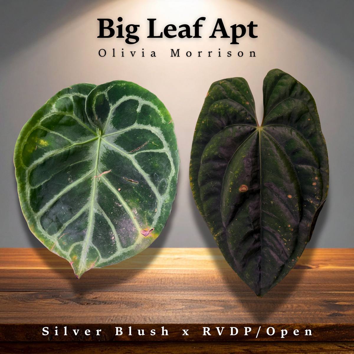Anthurium ('Silver Blush' x "Red Vein Dark Phoenix" (spontaneous)) - 2" Pot