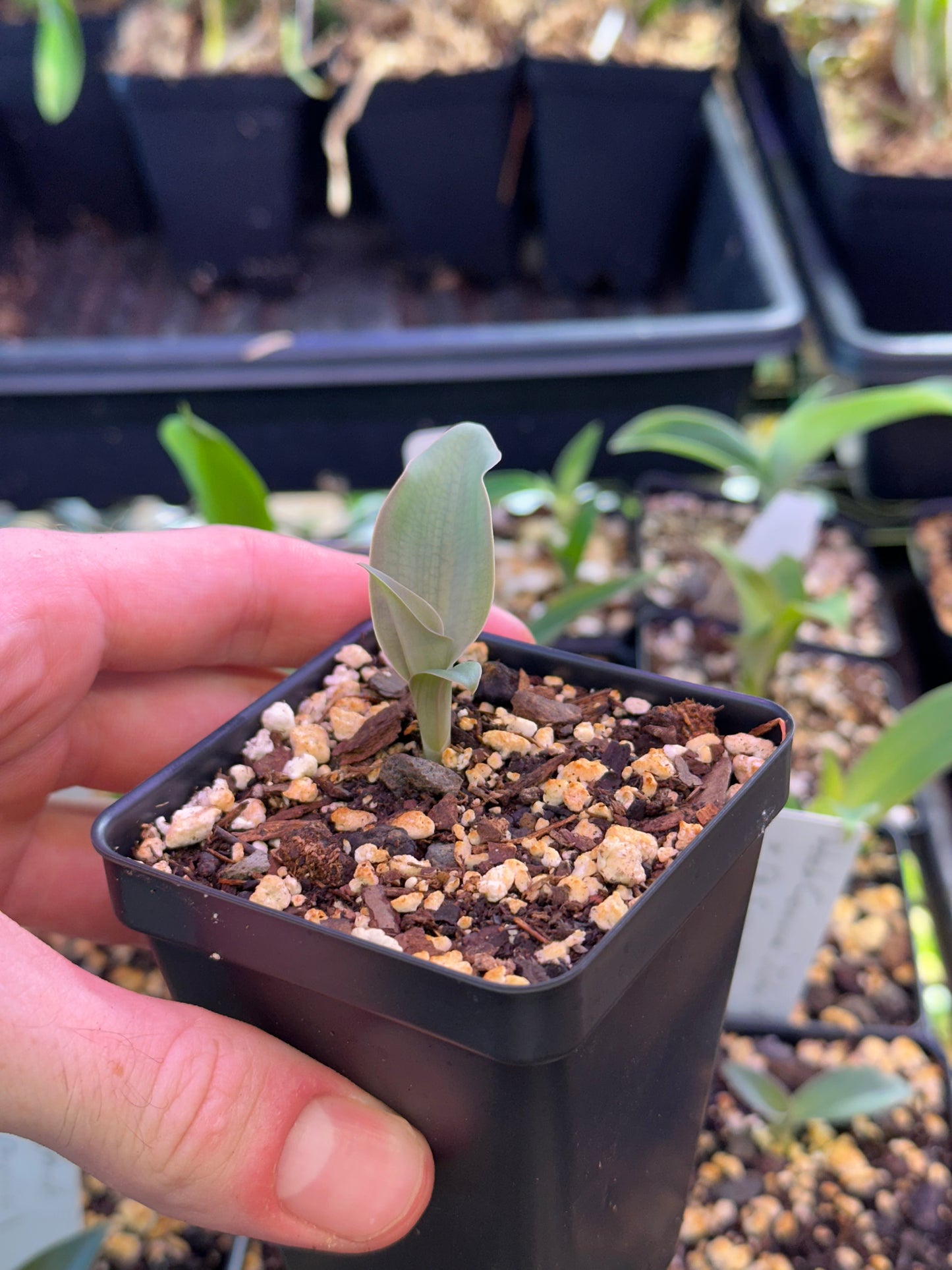 Habenaria Áine (erichmichelii x porphyricola) (REO200) - 2" Pot