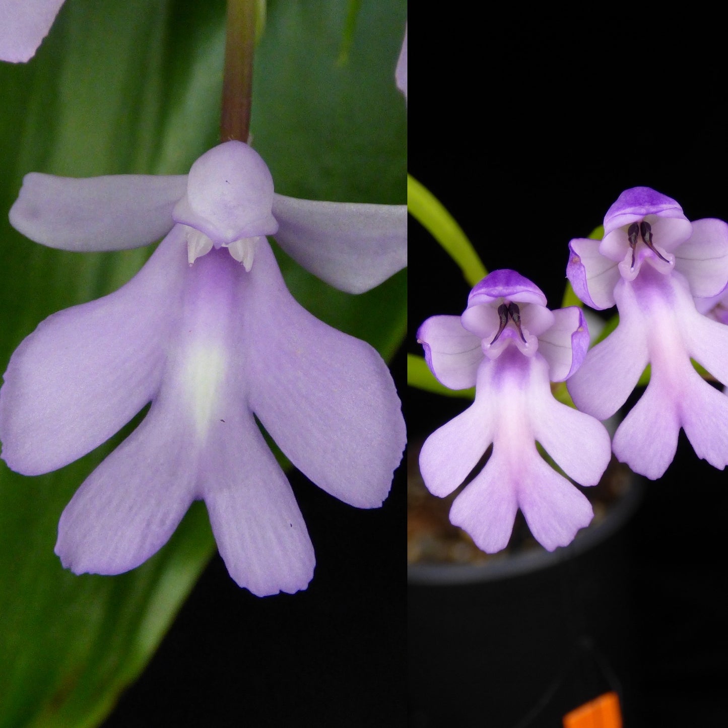 Cynorkis NEW HYBRID (calanthoides 'Exotic Supernova' x purpurascens) (REO) - 2" Pot