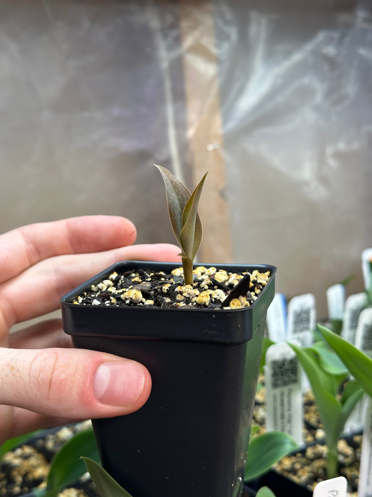 Habenaria NEW HYBRID (sp. S Laos x carnea) (REO197) - 2" Pot