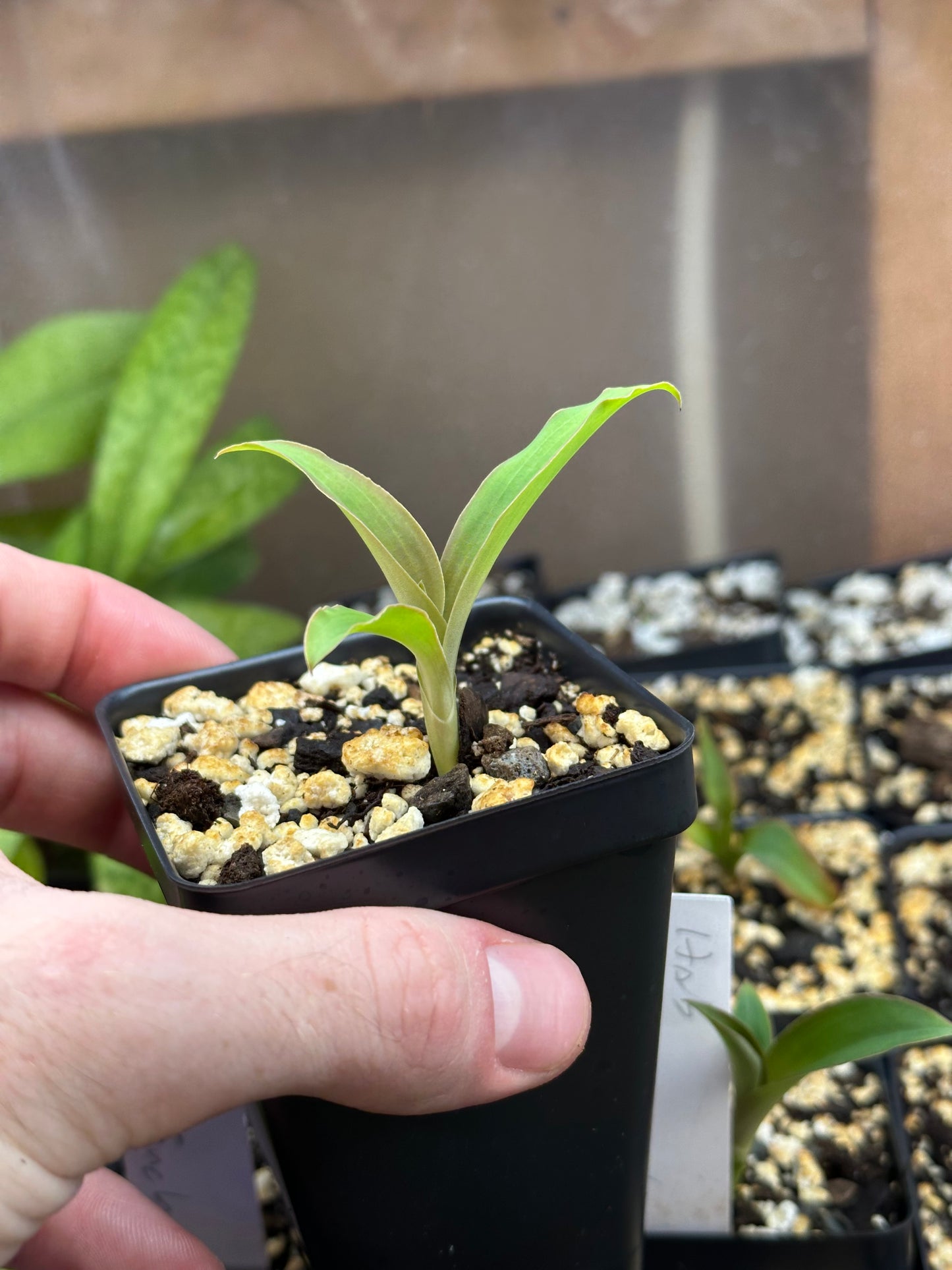 Habenaria House Finch (erichmichelii x crinifera) - FRAGRANT - 2" Pot
