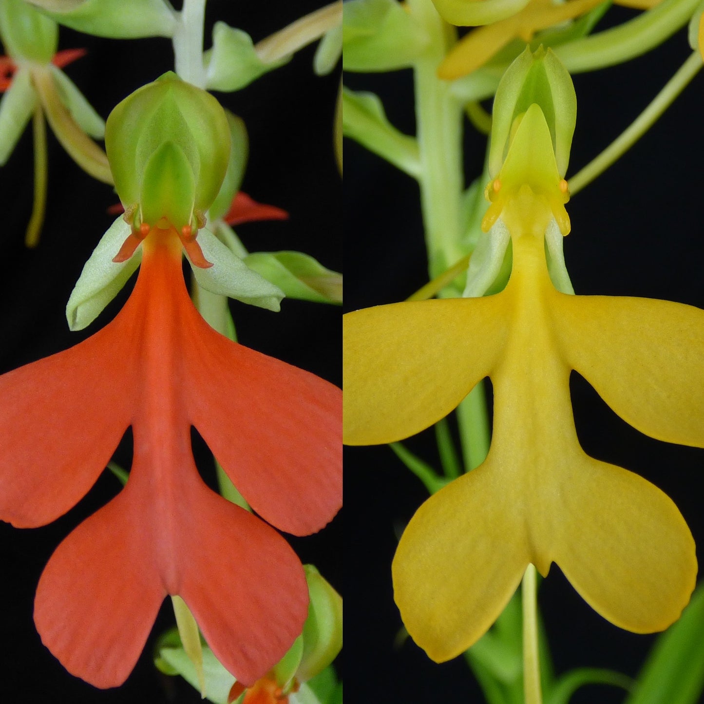 Habenaria rhodocheila (Nu’uanu FCC/AOS x var. flava) (REO) - 2" Pot