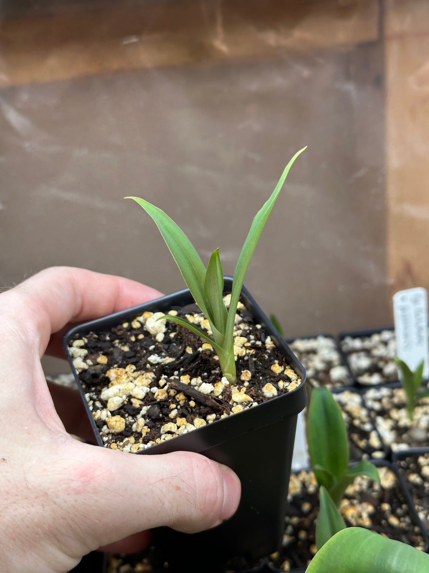 Habenaria Charm (xanthocheila x lindleyana) - 2" Pot