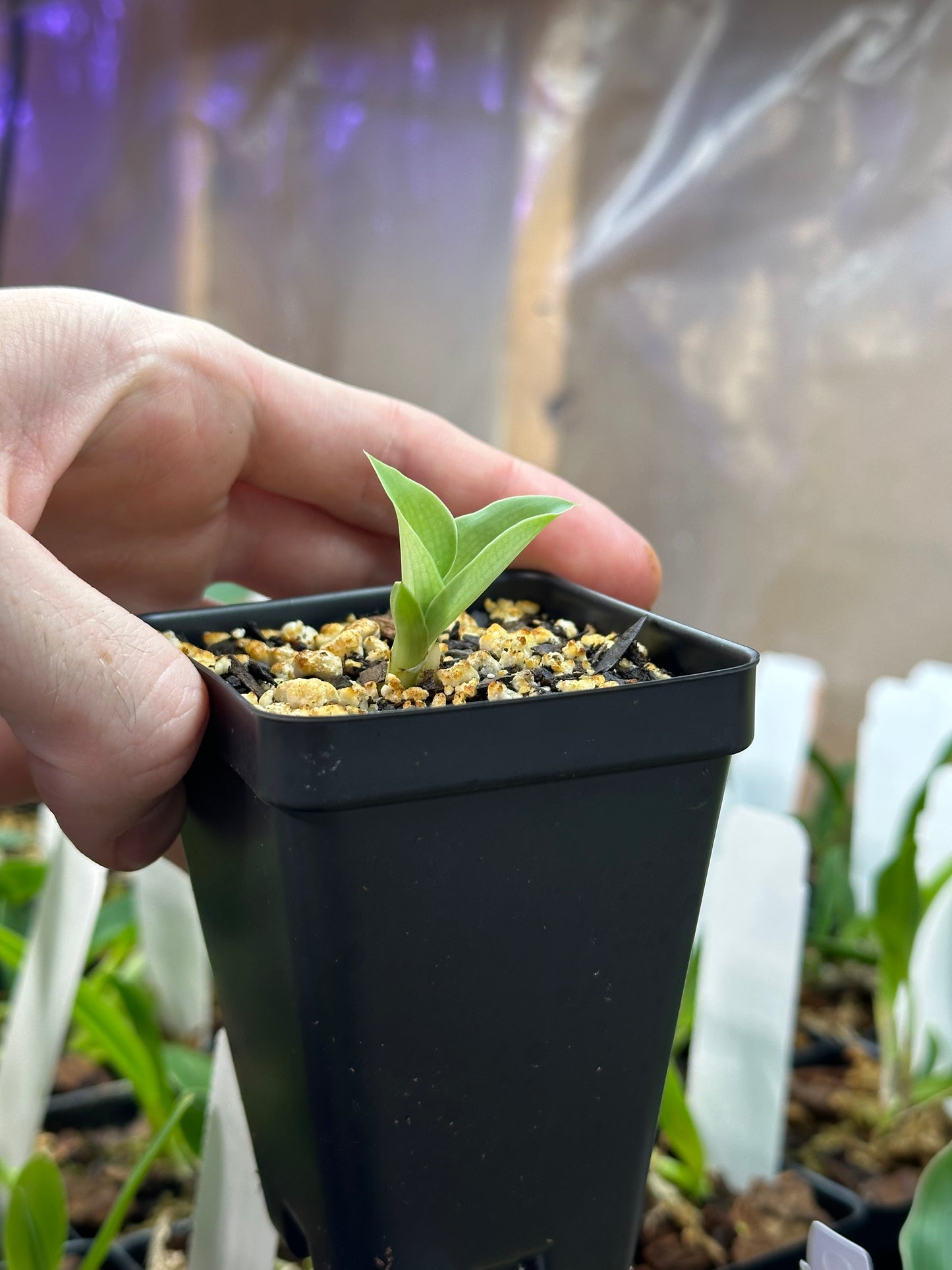 Habenaria lindleyana - 2" Pot
