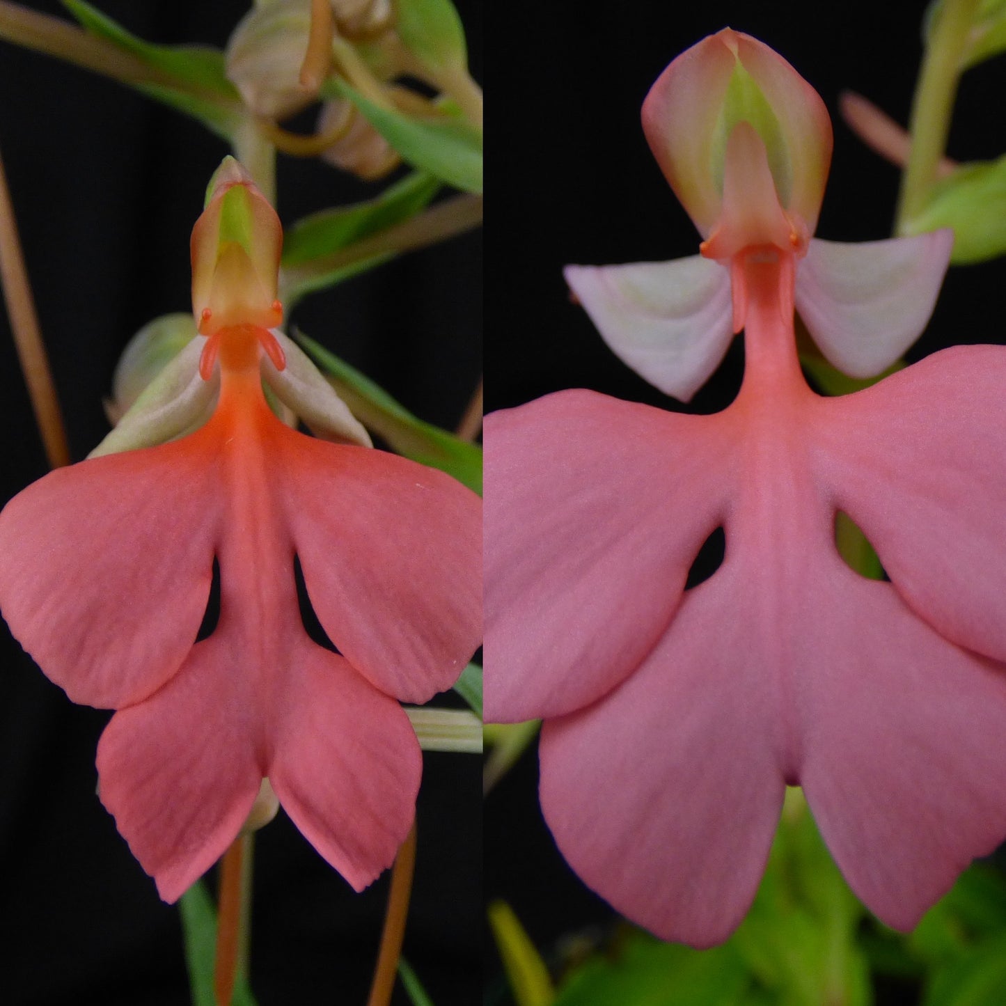 Habenaria Pink Sapphire (Tracey x Spoonbill) - 2" Pot