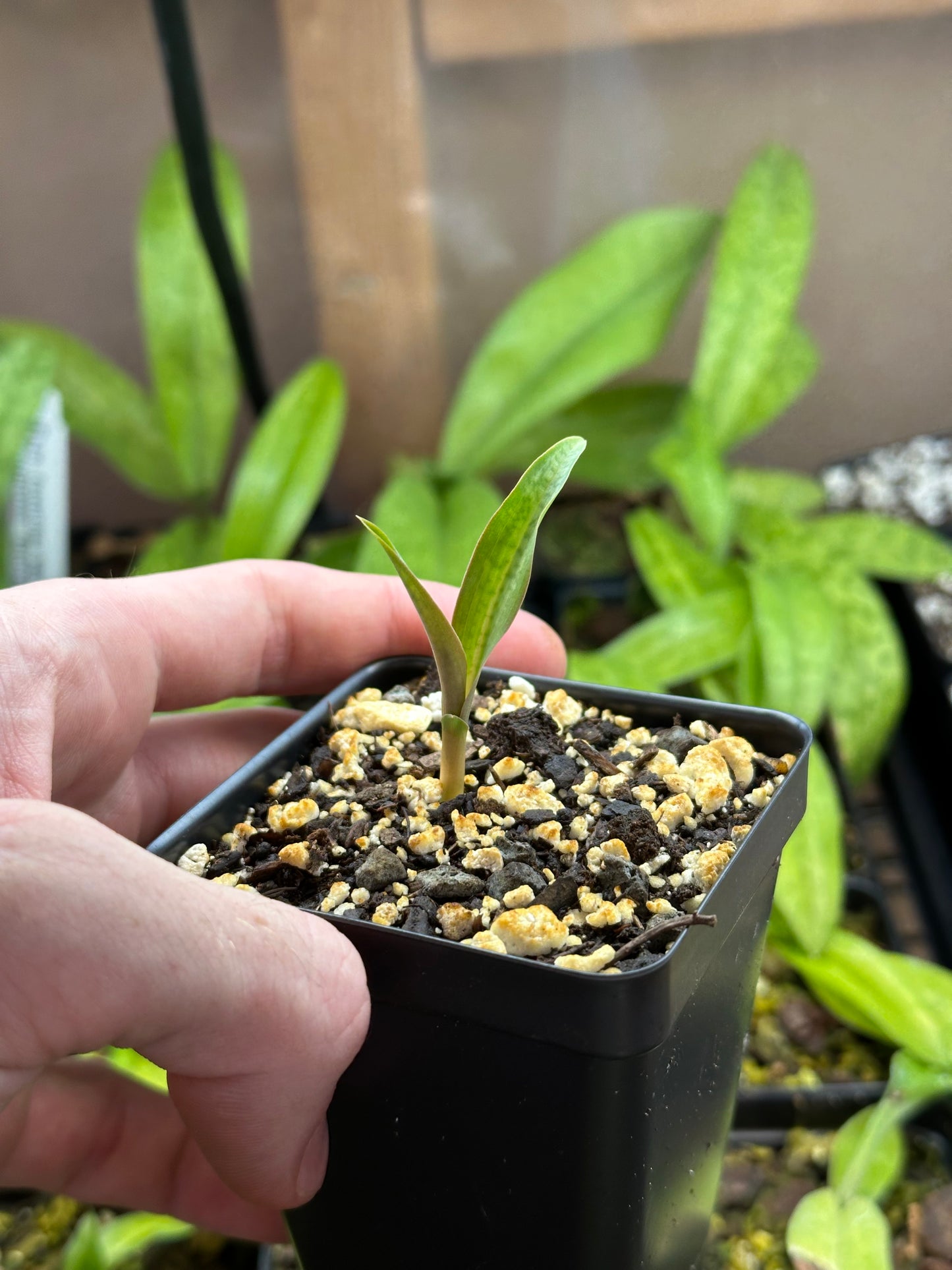 Habenaria rhodocheila (Nu’uanu FCC/AOS x var. flava) (REO) - 2" Pot