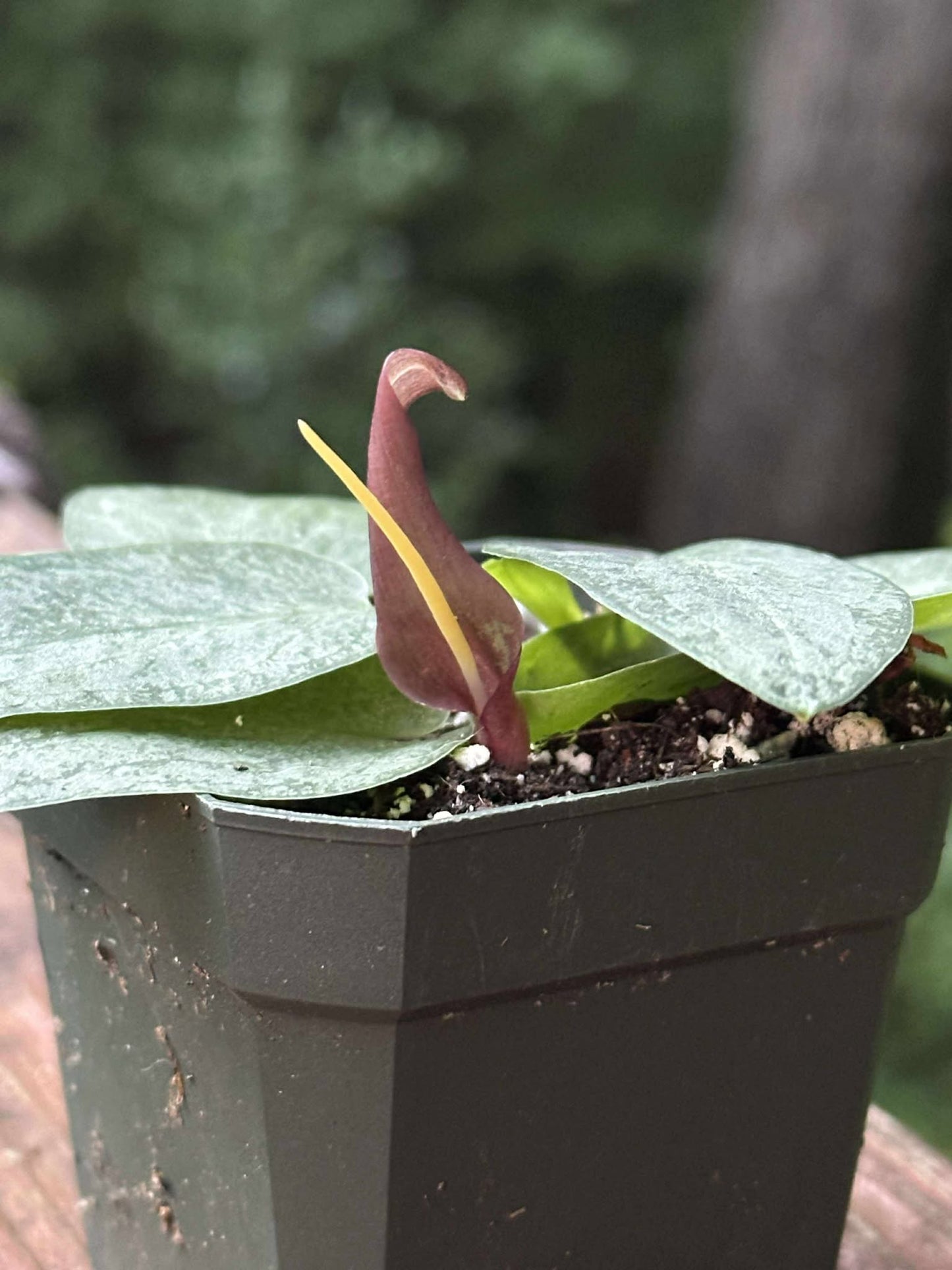 Typhonium cordifolium (silver spot) - MINI Corpse Flower relative - Offset