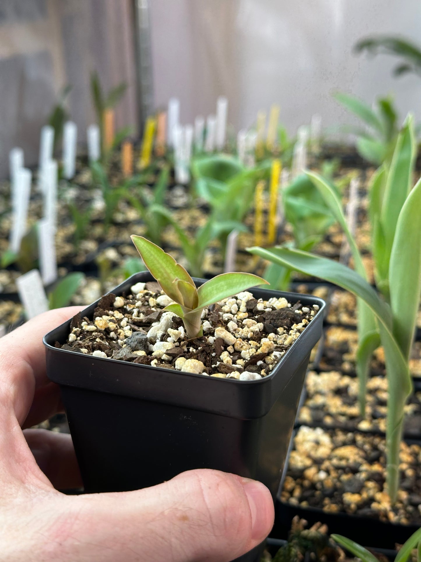 Habenaria Pink Sapphire (Tracey x Spoonbill) - 2" Pot