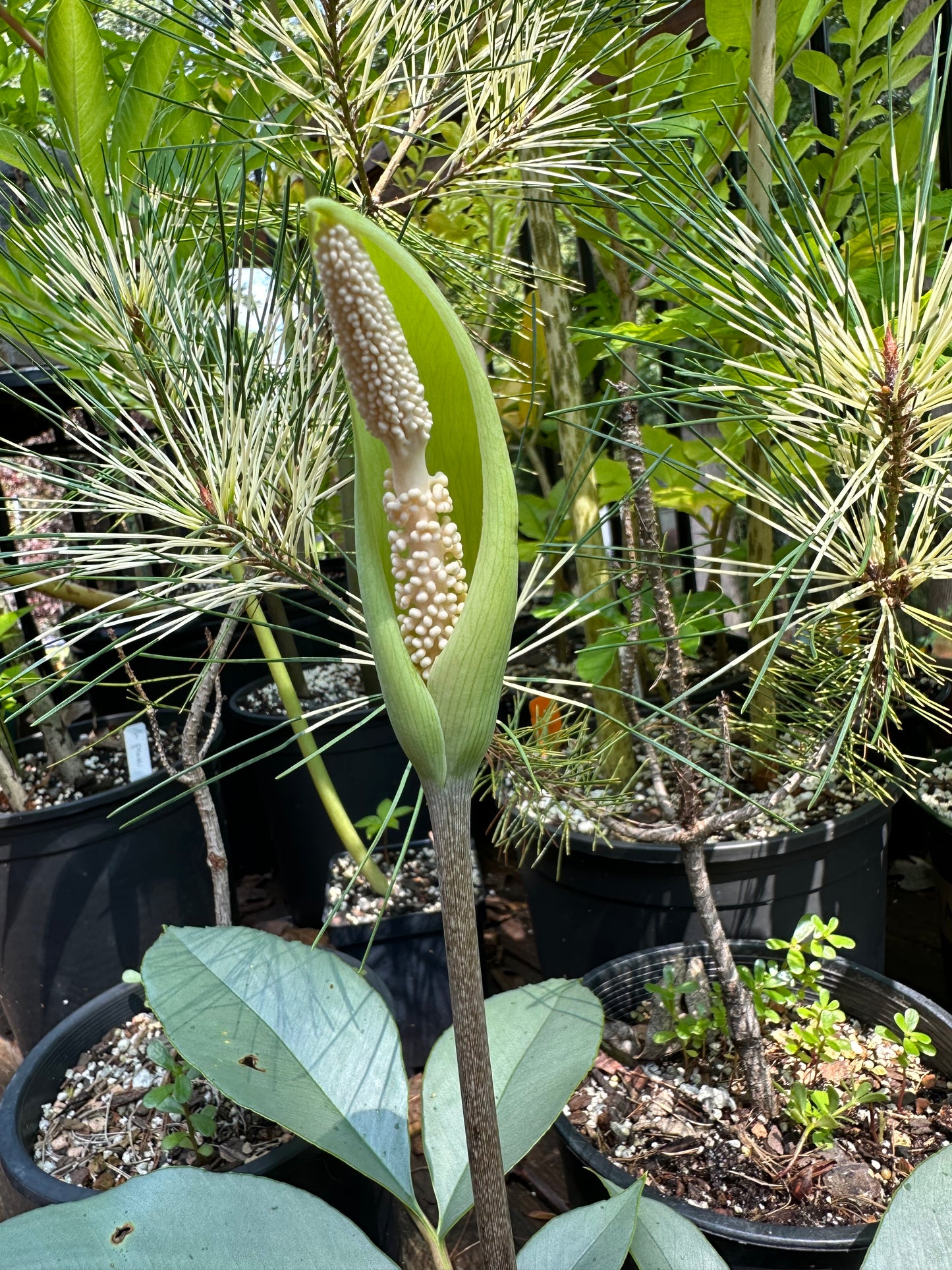 Amorphophallus pseudoharmandii - Large Seedling size