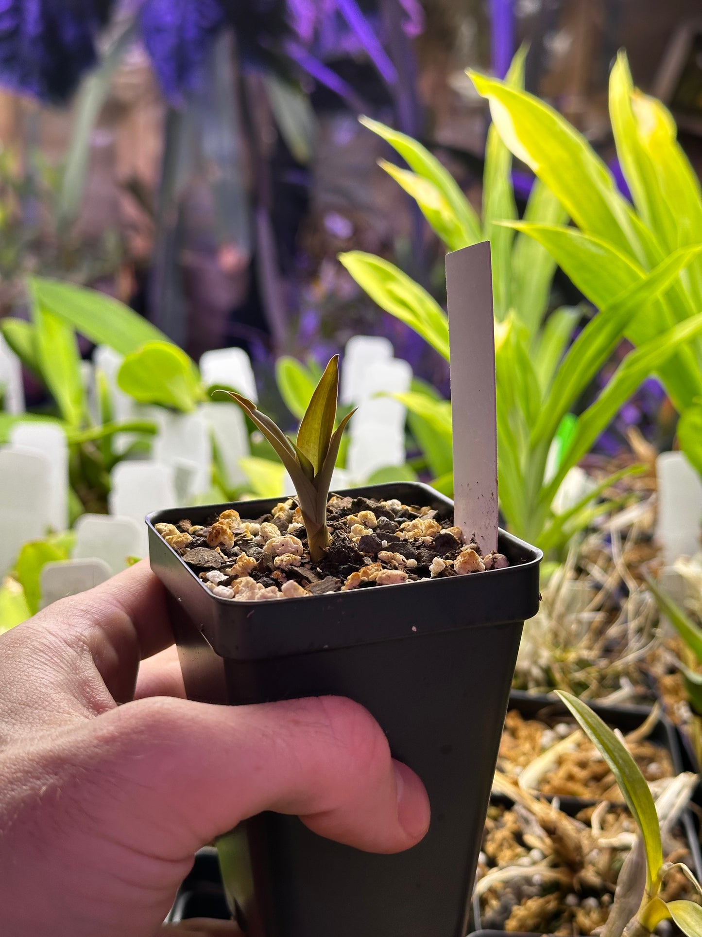 Habenaria Hampson (rhodocheila x roebbelenii) - 2" Pot