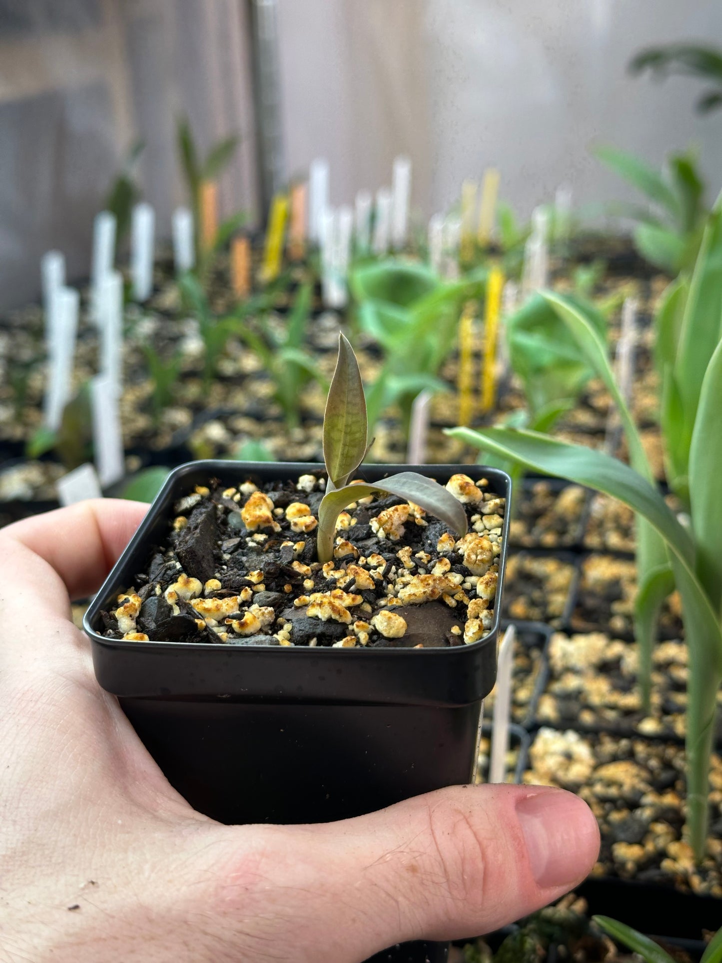 Habenaria Tanager (rhodocheila 'Nu’uanu' FCC/AOS x xanthocheila) (REO) - 2" Pot