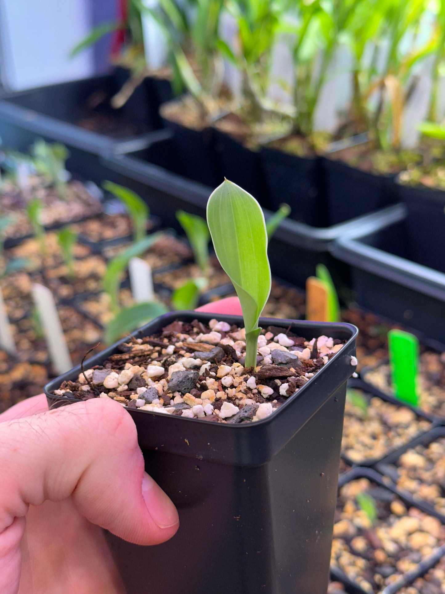 Pectorkis Volk (Pec. hawkesiana x Cyn. fastigiata) (REO142) - 2" Pot