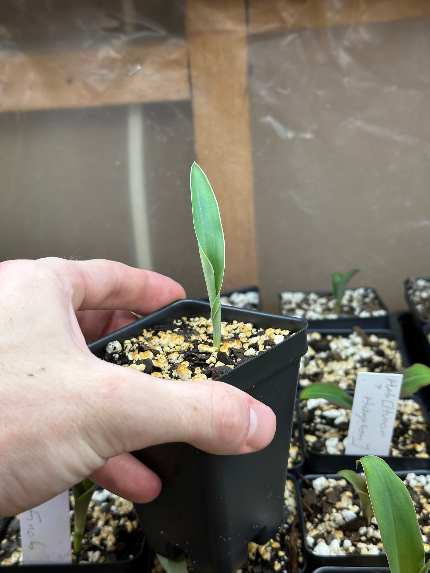Habenaria NEW HYBRID (malintana x trichosantha) (REO243) - 2" Pot