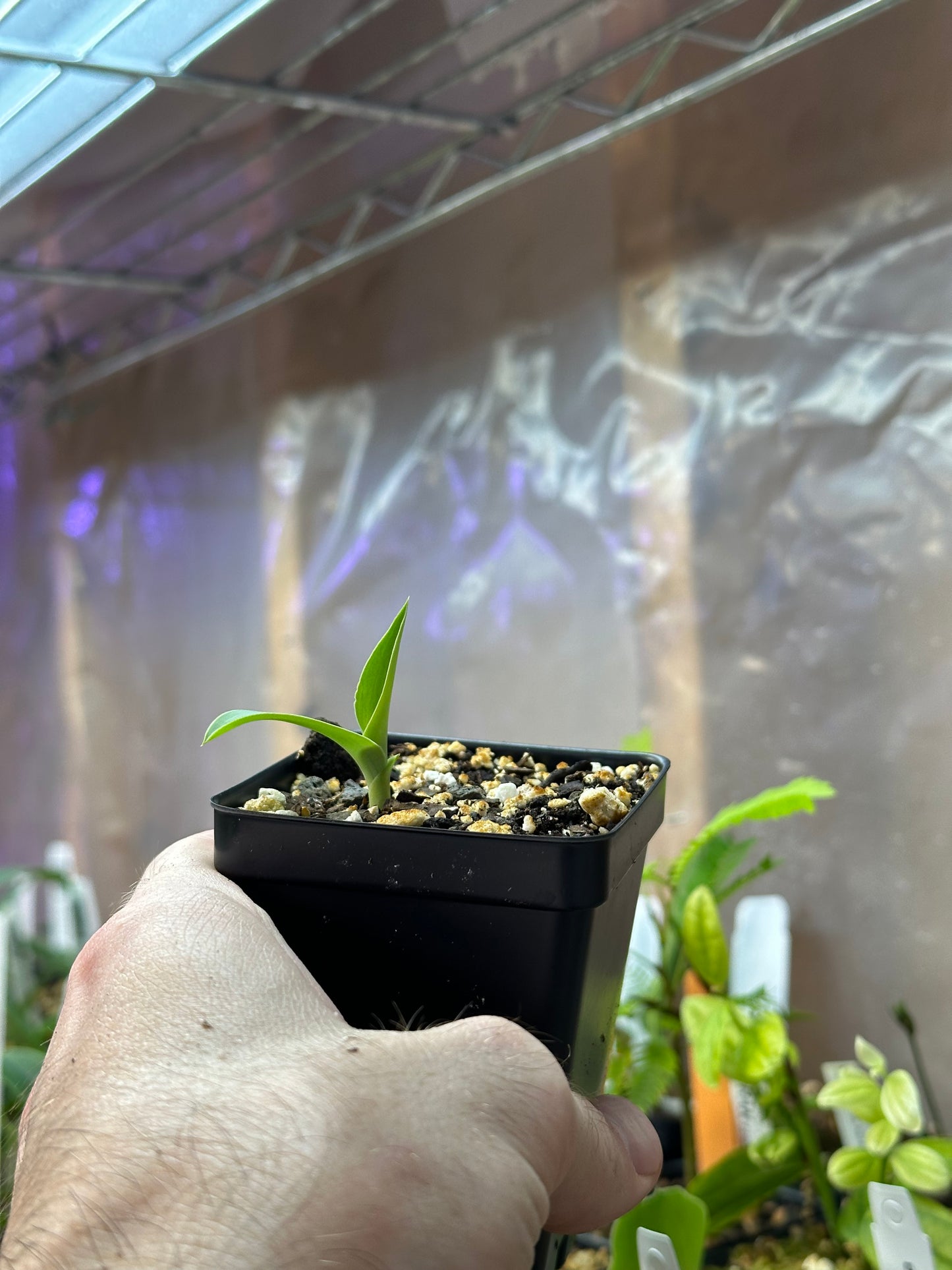 Pectabenaria NEW HYBRID (Pe. Maxdusa x Hab. Arbor Vitae) (REO227) - 2" Pot