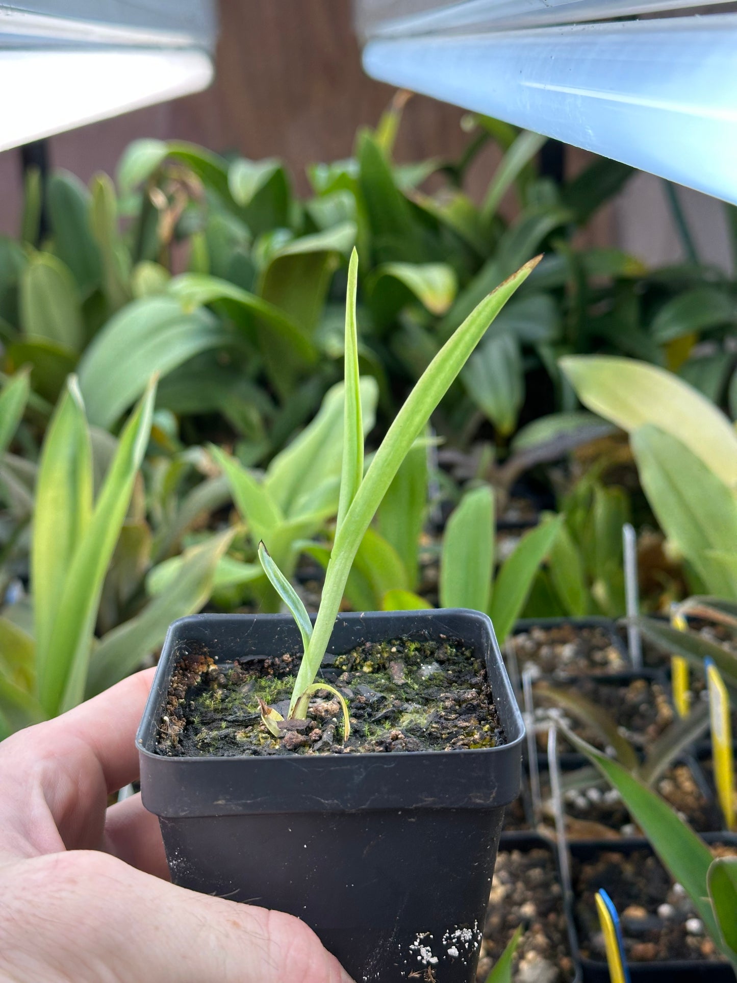 Habenaria (Iberá FCA x gourlieana) - 2" Pot