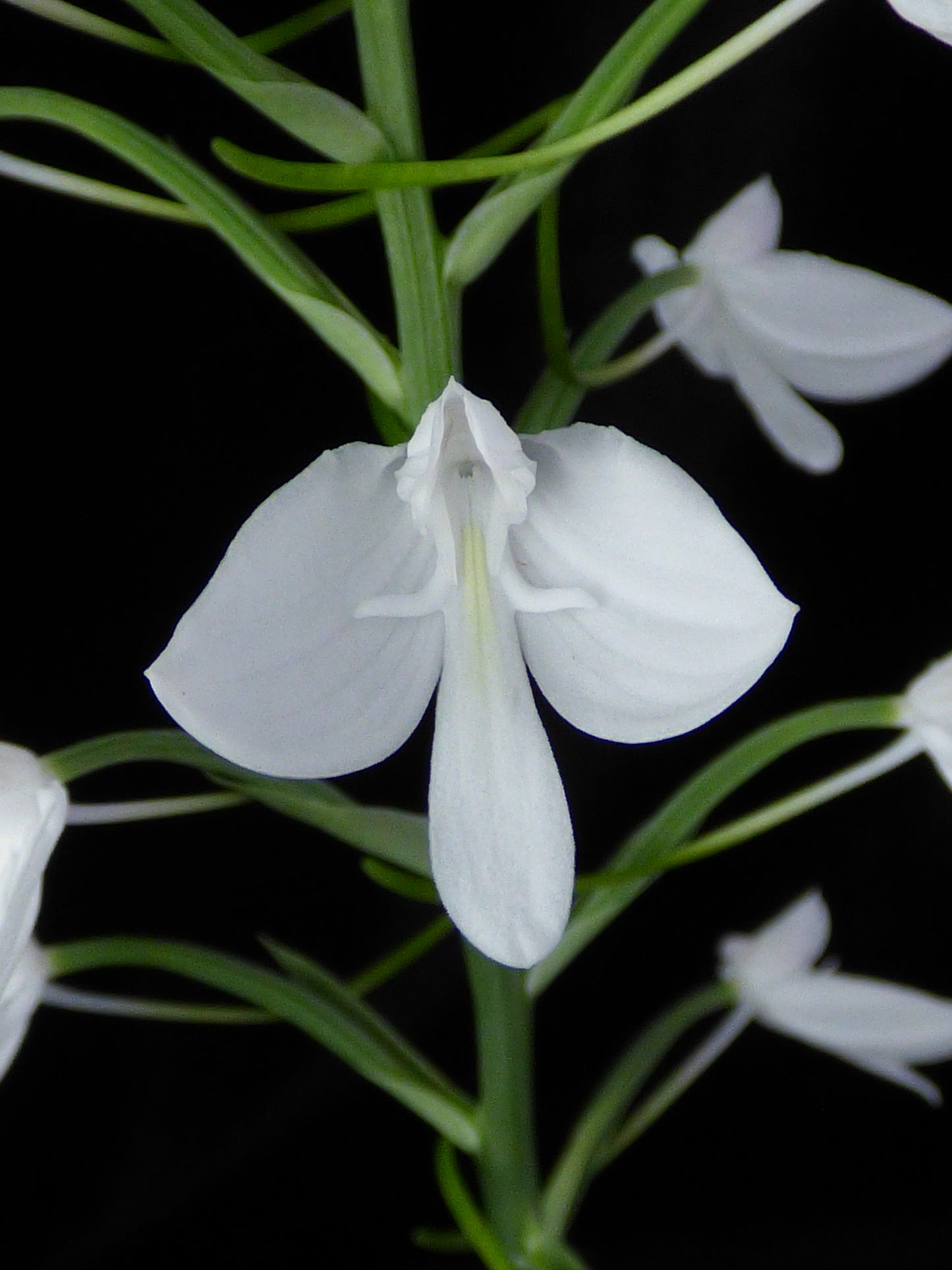 Habenaria lindleyana - 2" Pot