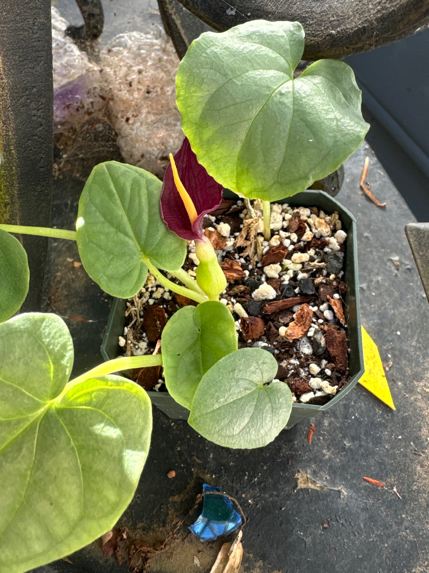 Typhonium smitinandii - Near blooming size tuber