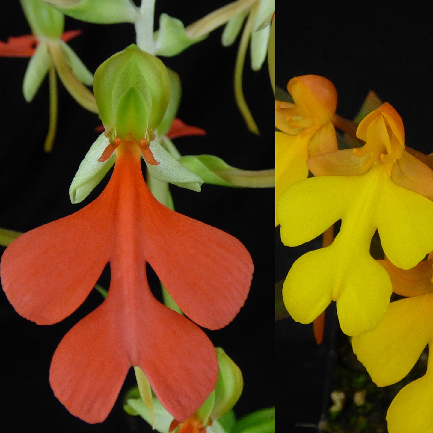 Habenaria Tanager (rhodocheila 'Nu’uanu' FCC/AOS x xanthocheila) (REO) - 2" Pot