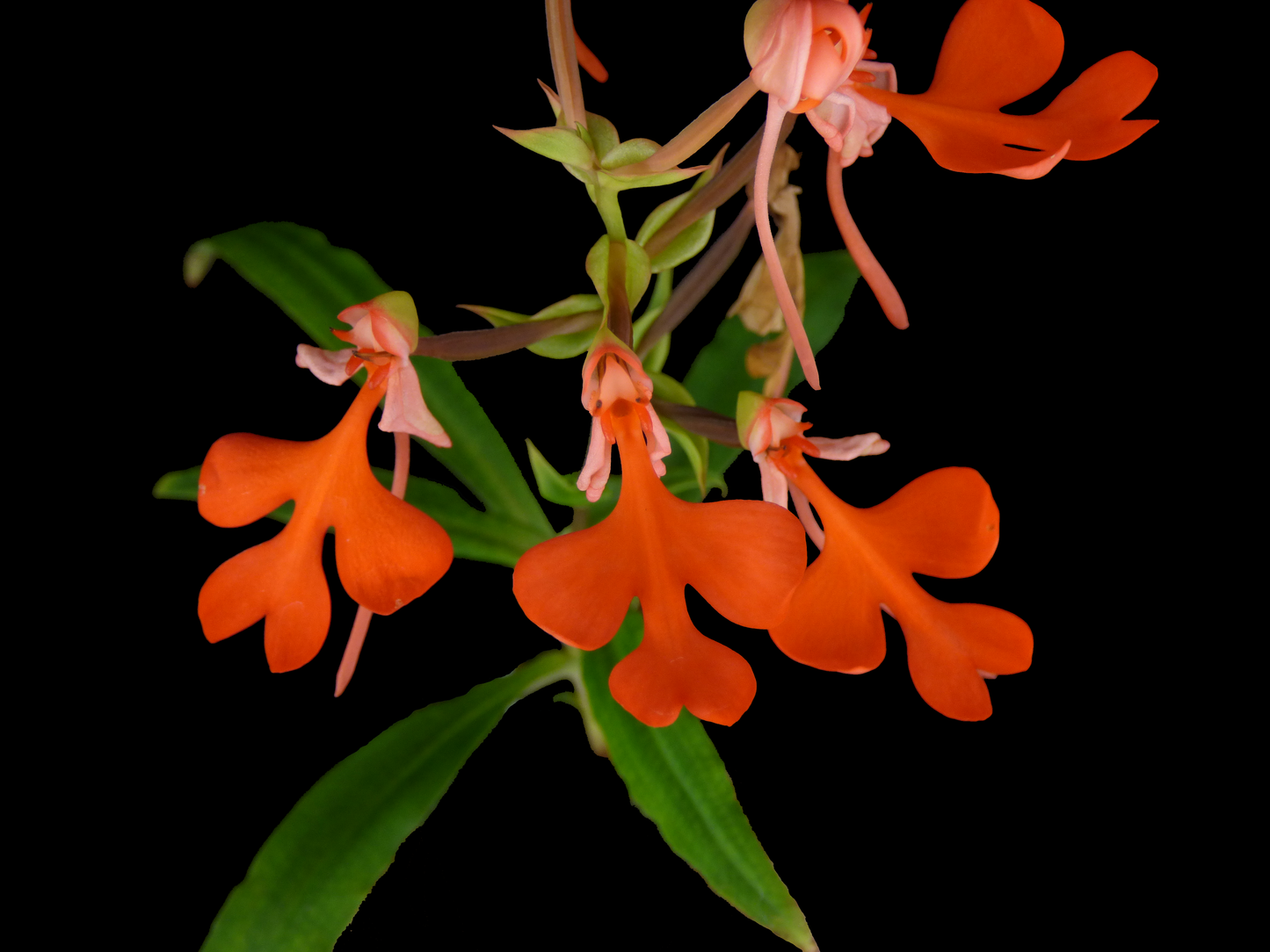 Habenaria Vermilion Flycatcher - TUBER