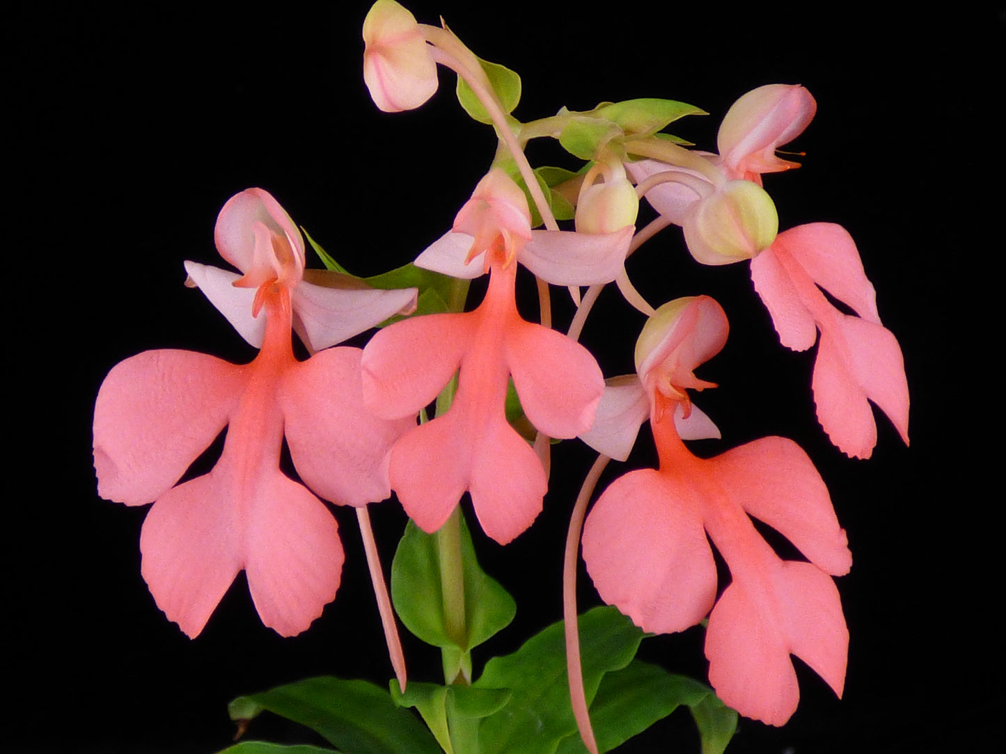 Habenaria Spoonbill - Blooming TUBER