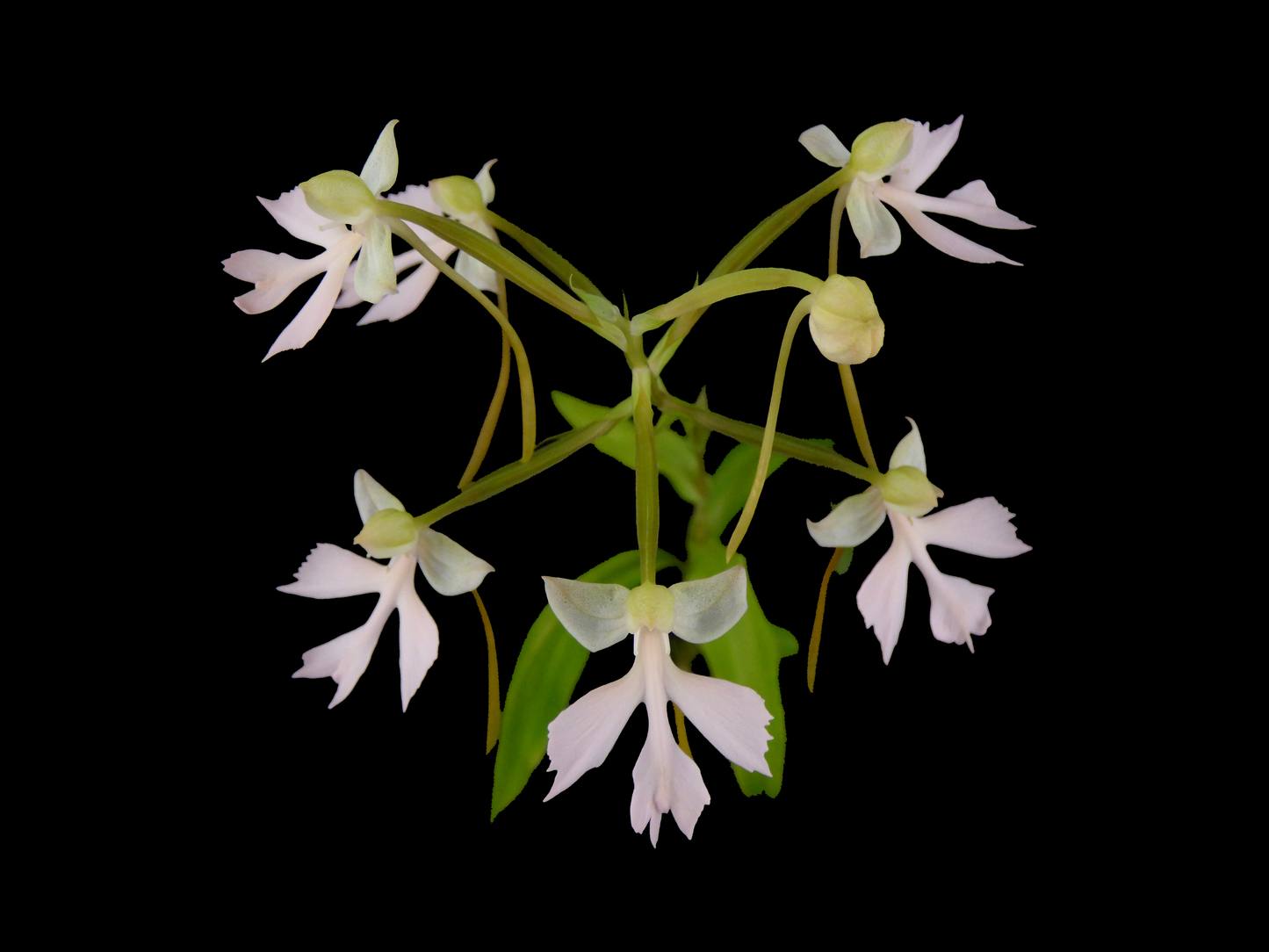 Habenaria Pituitary 'Raingreen's Pink Paw 'Oxide' x crinifera') - Seedling PLANT