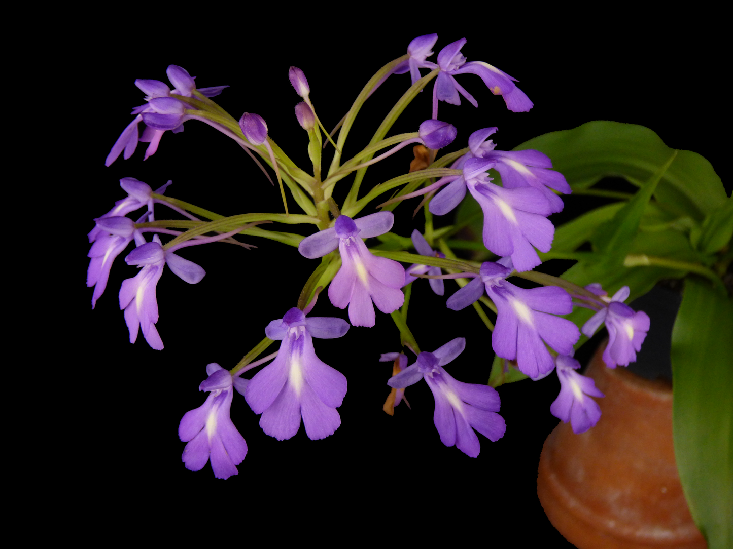 Cynorkis Oppotract 'REO' (Select A1) - Blooming PLANT