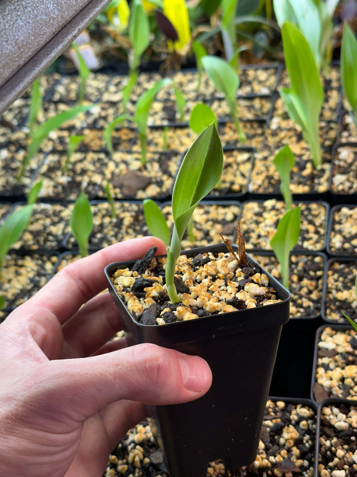 Cynorkis NEW HYBRID (calanthoides 'Exotic Supernova' x purpurascens) (REO) - 2" Pot