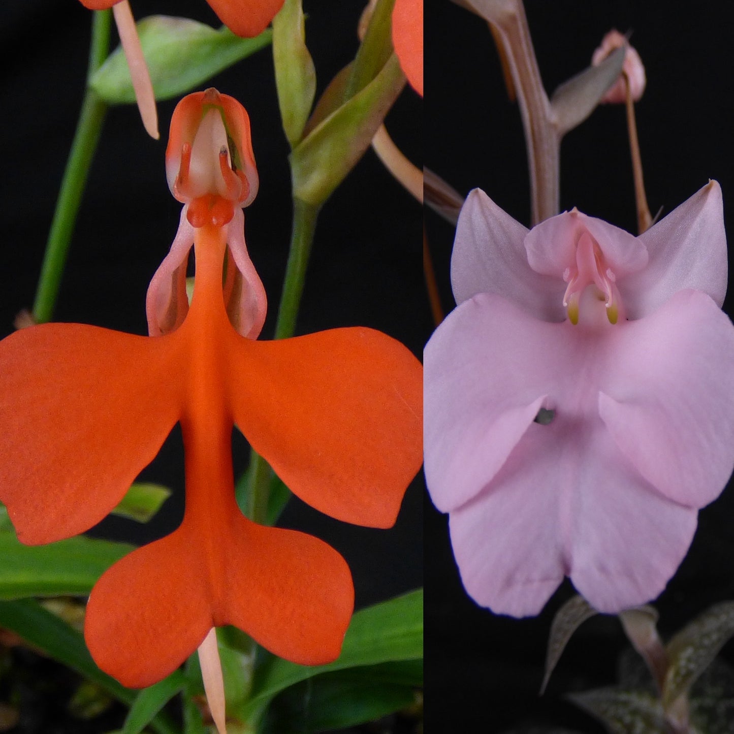 Habenaria NEW HYBRID (sp. S Laos x carnea) (REO197) - 2" Pot