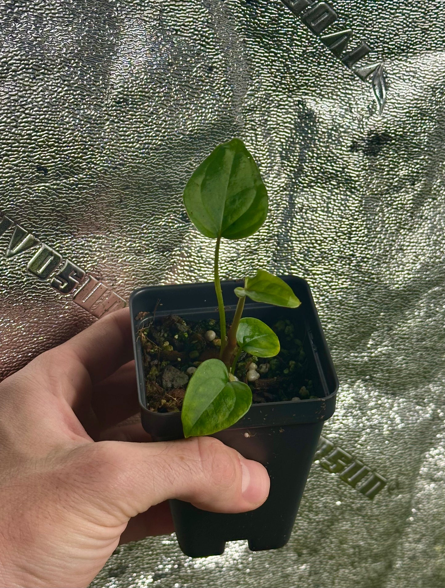 Anthurium REO-NOS048 ((MagX x AoS (TezulaDark Form)) x ('Red Magnificum' x BVEP)) - 2" Pot