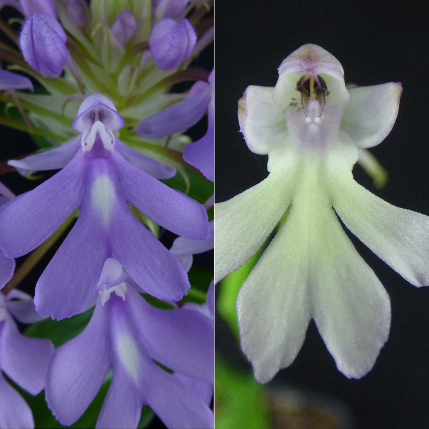 Cynorkis Oppotract 'REO' (Select A1) - Blooming PLANT