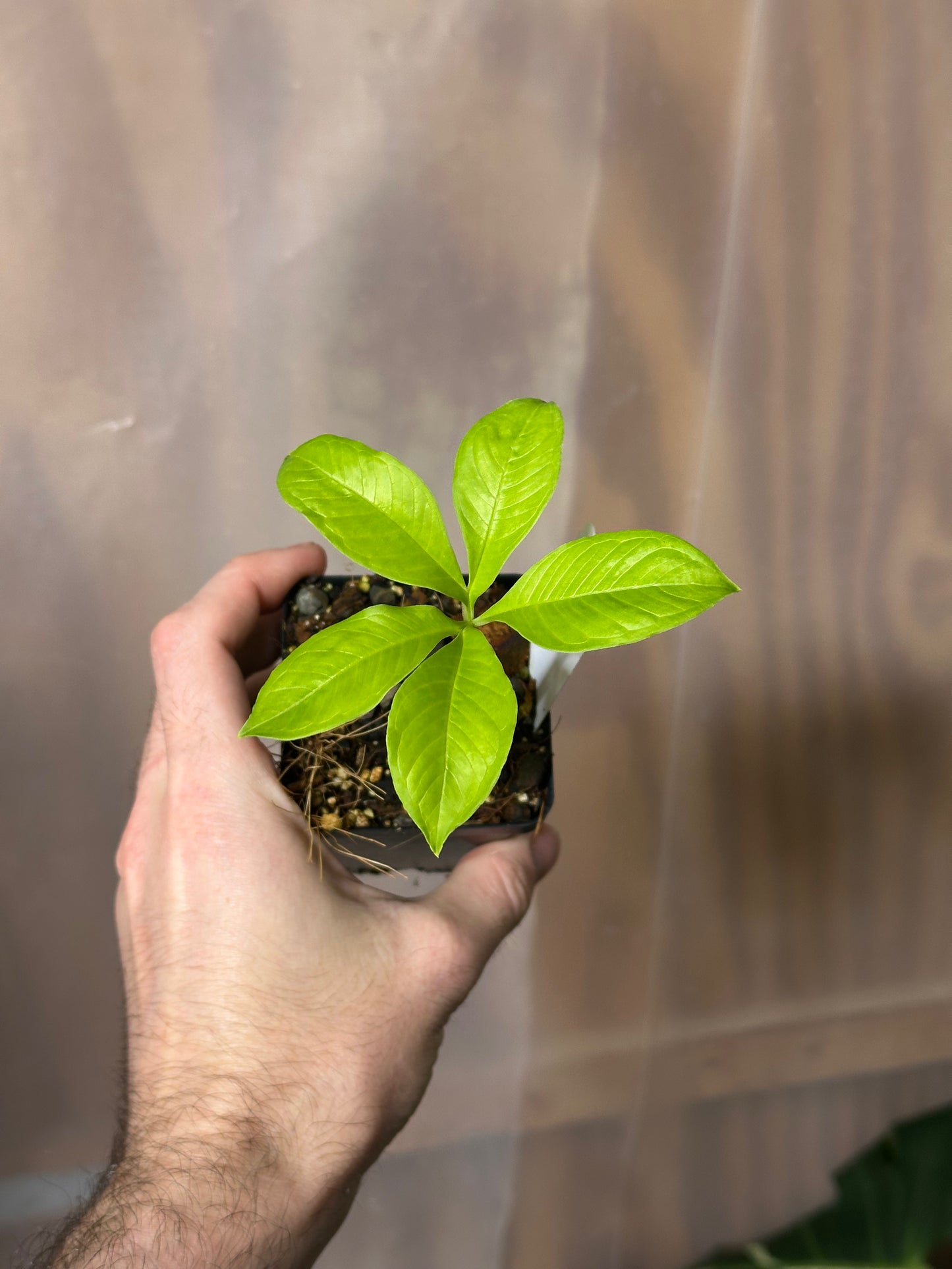 Amorphophallus hewittii - Seedling - 2" Pot