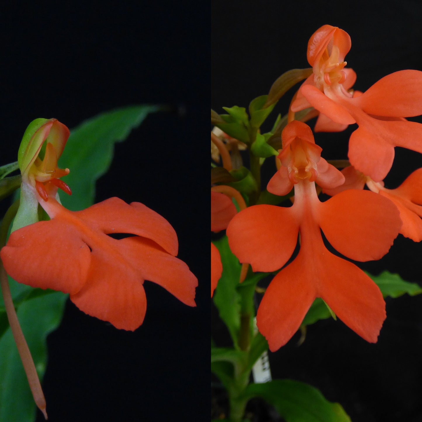 Habenaria Hampson (rhodocheila x roebbelenii) - 2" Pot