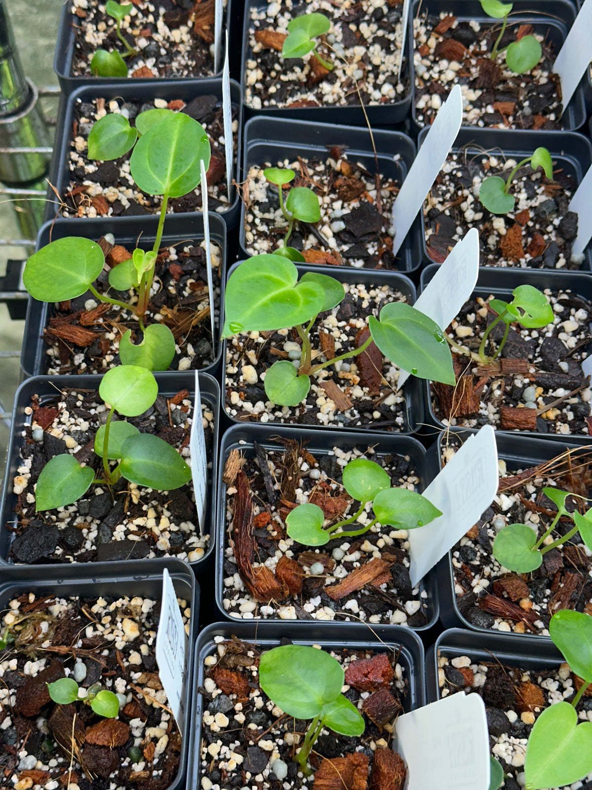Anthurium (carlablackiae 'Tropicarla' x magnificum 'Norte') - 2" Pot