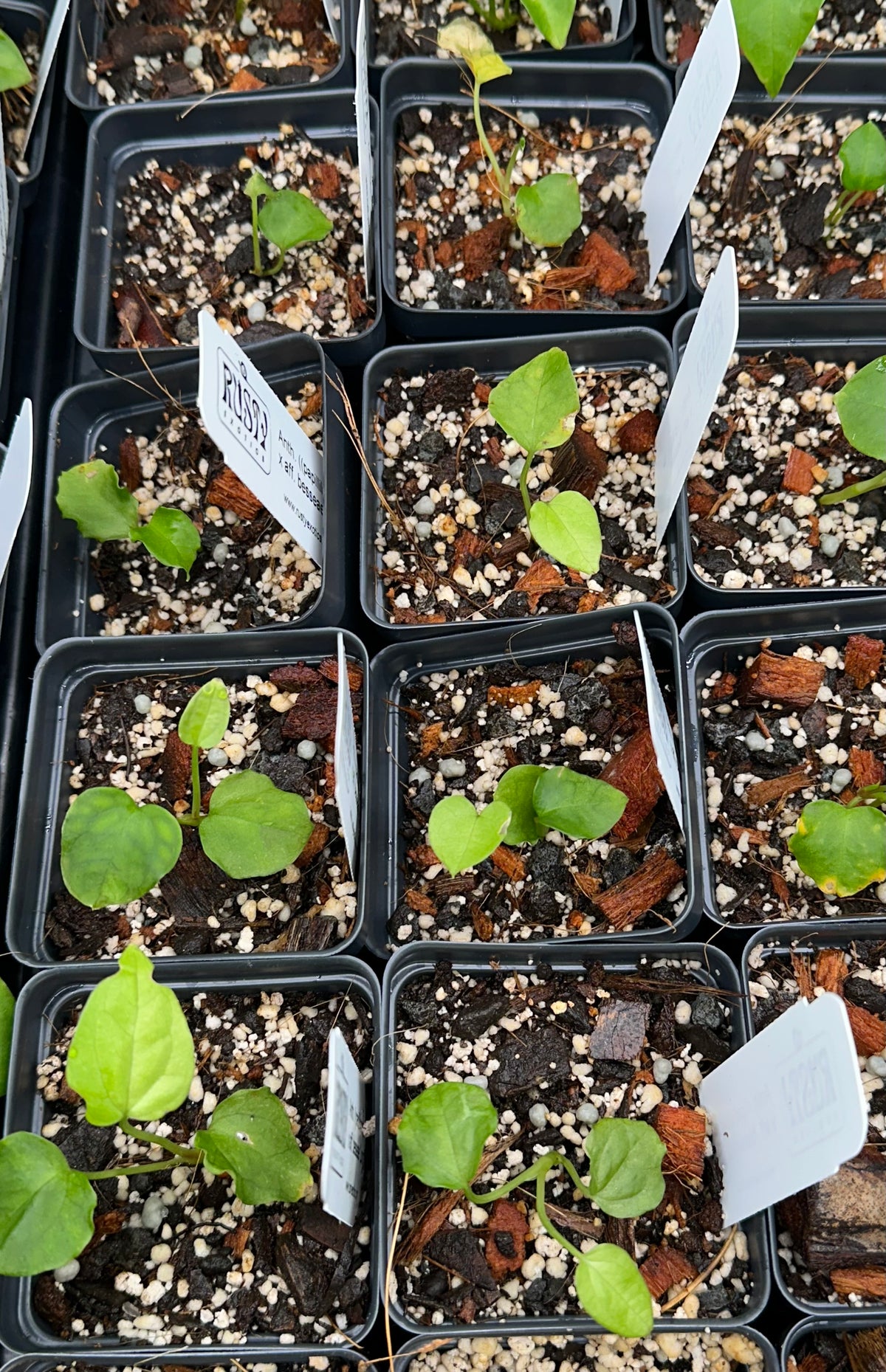 Anthurium ((papillilaminum x sp. trilobe) x aff. besseae 'Long') - 2" Pot