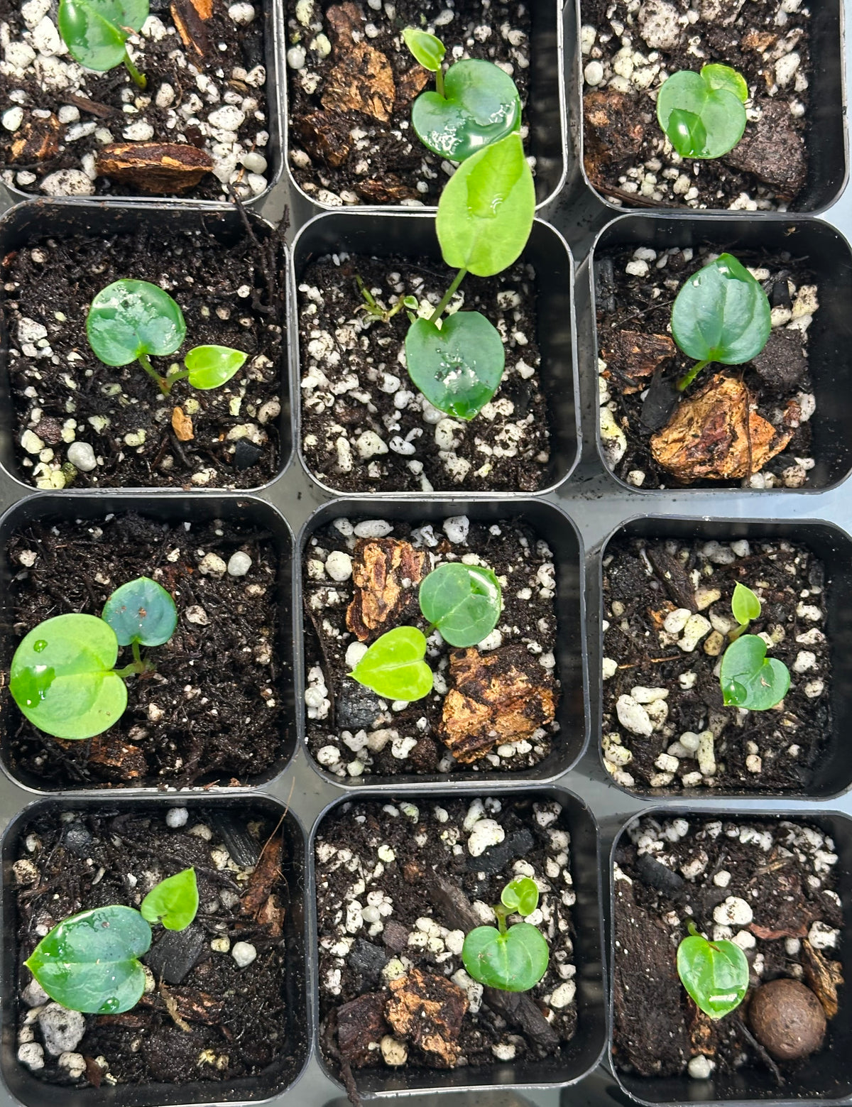 Anthurium ((crystallinum "Black" x magnificum) x 'Jack Frost'/(forgetii x dressleri) F2 - 2" Pot