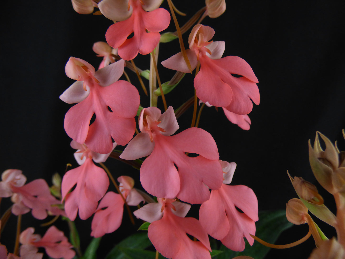 Habenaria Raingreen's Pink Paw - TUBER