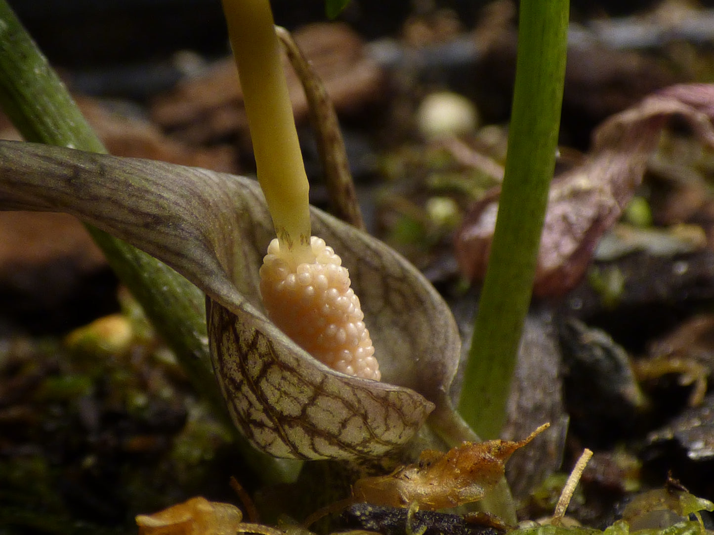 Typhonium laoticum - MINI Corpse Flower relative - Near blooming size