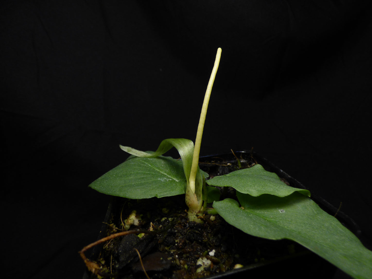 Typhonium cf. glaucum - MINI Corpse Flower - Blooming size tuber