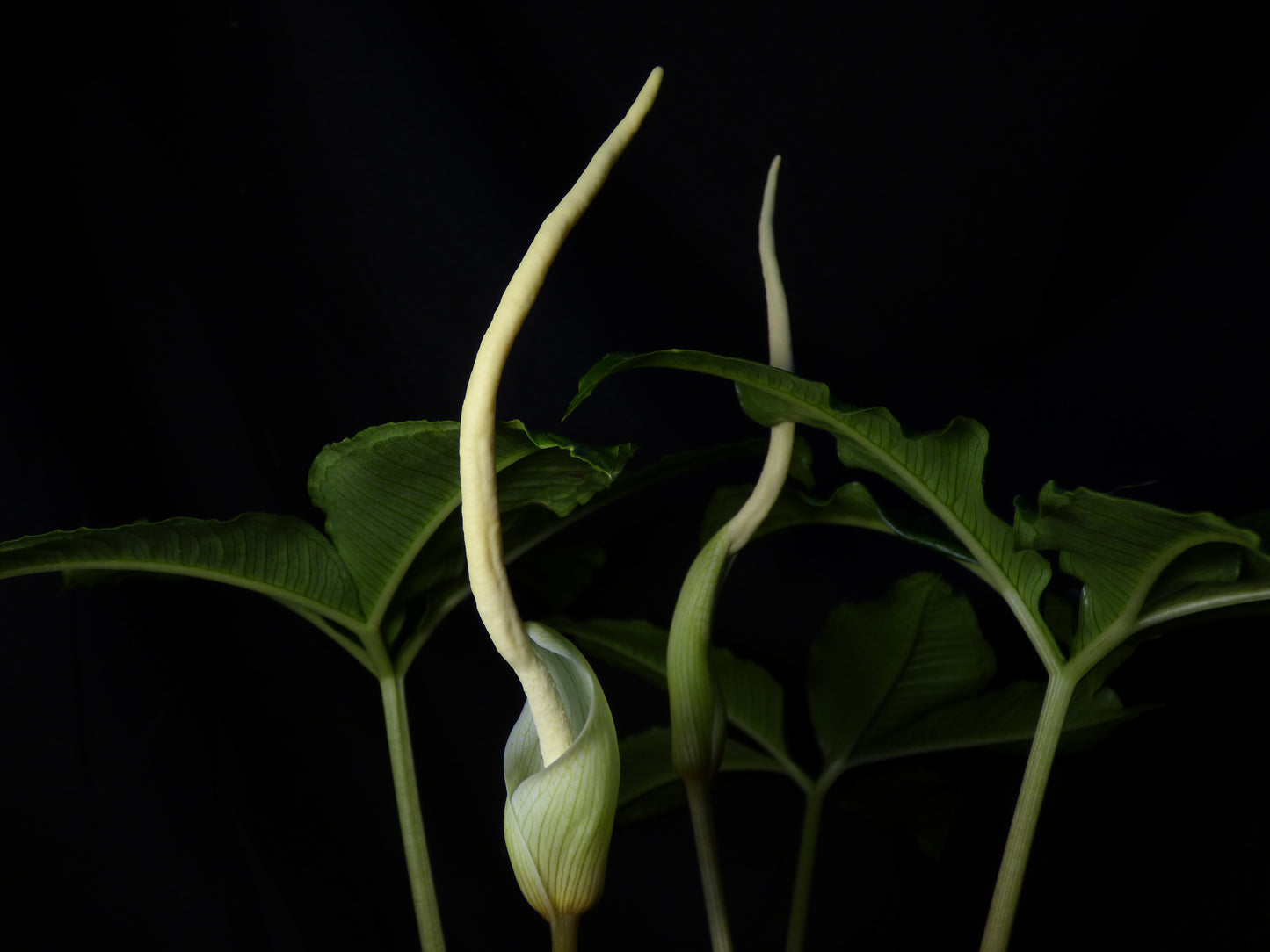 Amorphophallus myosuroides (AGA-1756-02) - MINIATURE species - Sweet fragrance