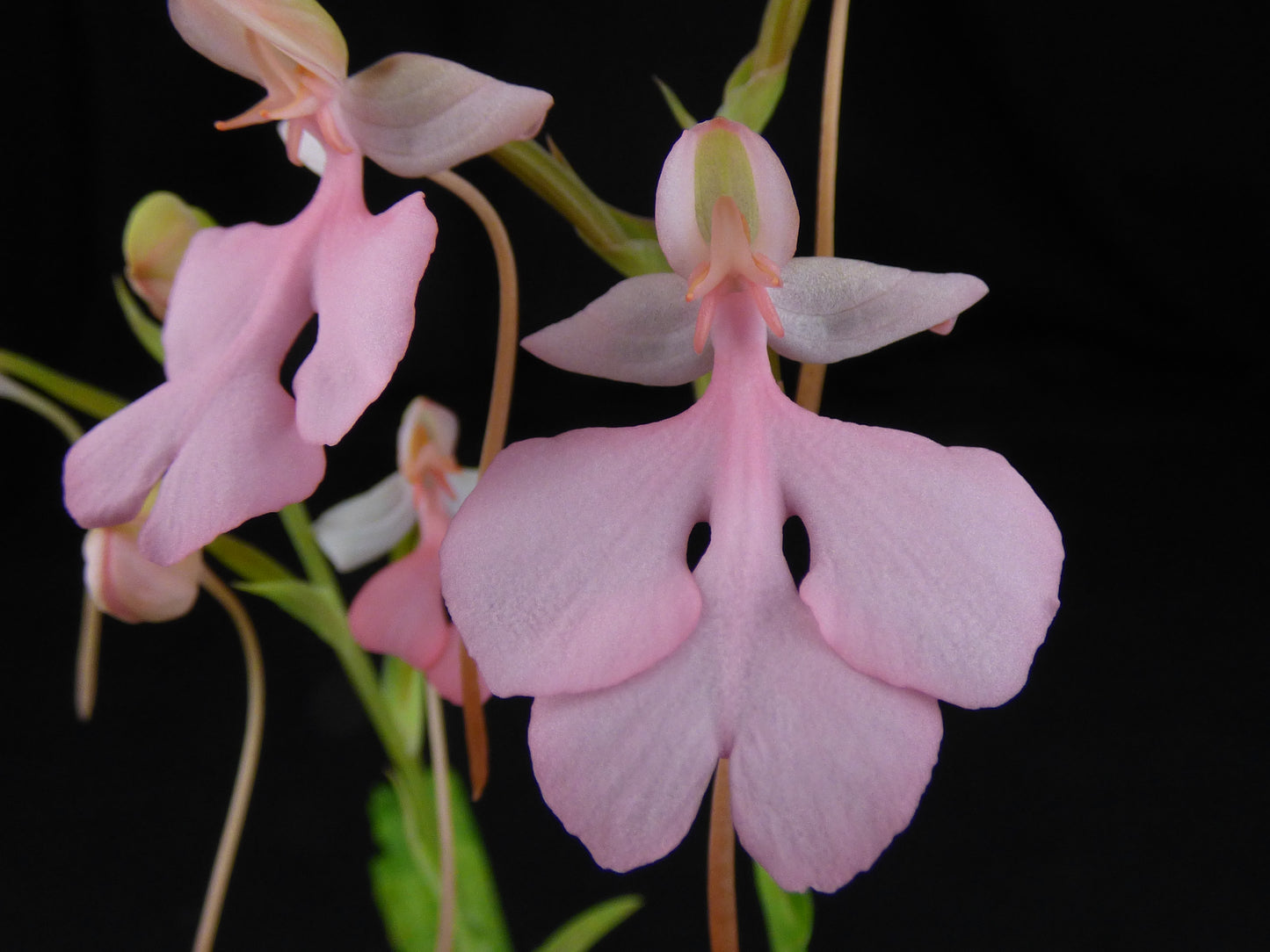 Habenaria Pink Robin - PLANT