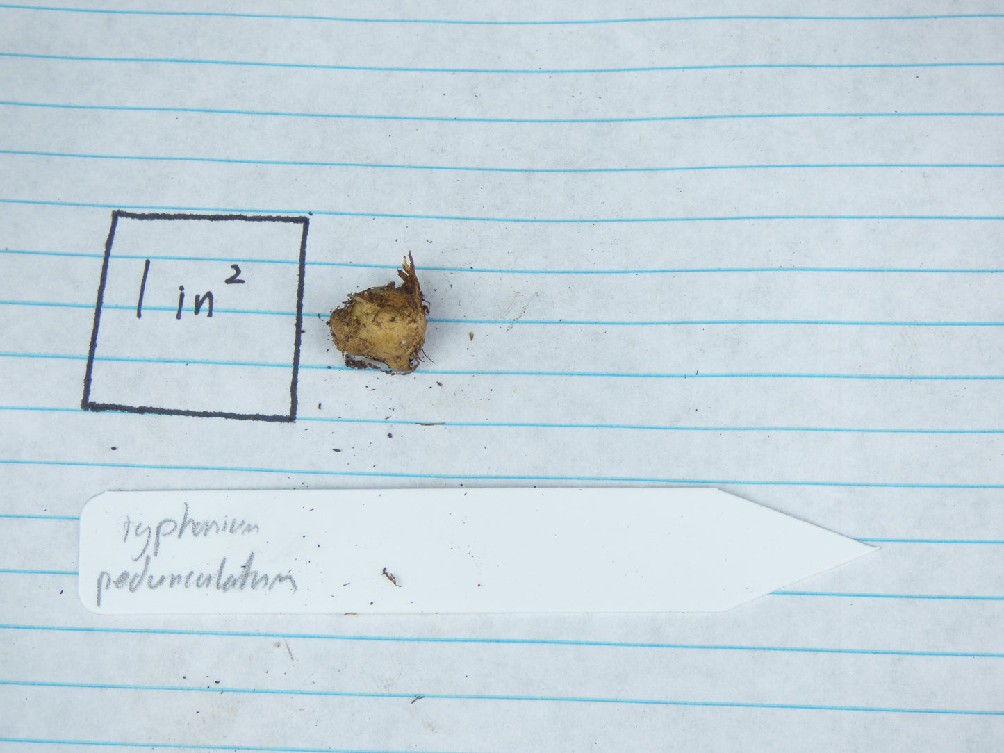 Typhonium pedunculatum - Seedling size