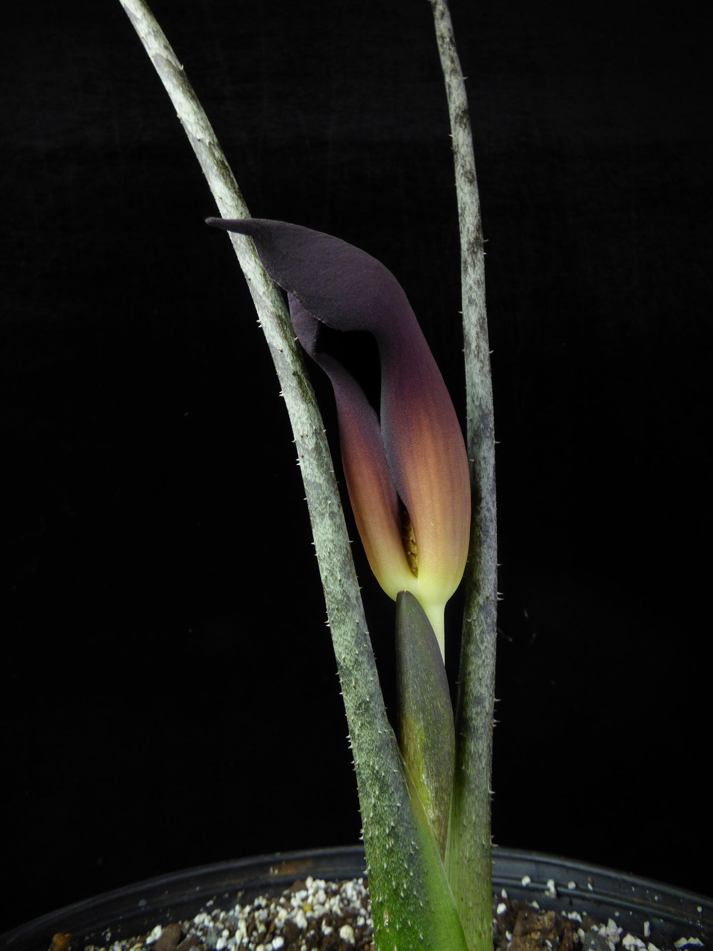 Pycnospatha arietina - RARE - Offset