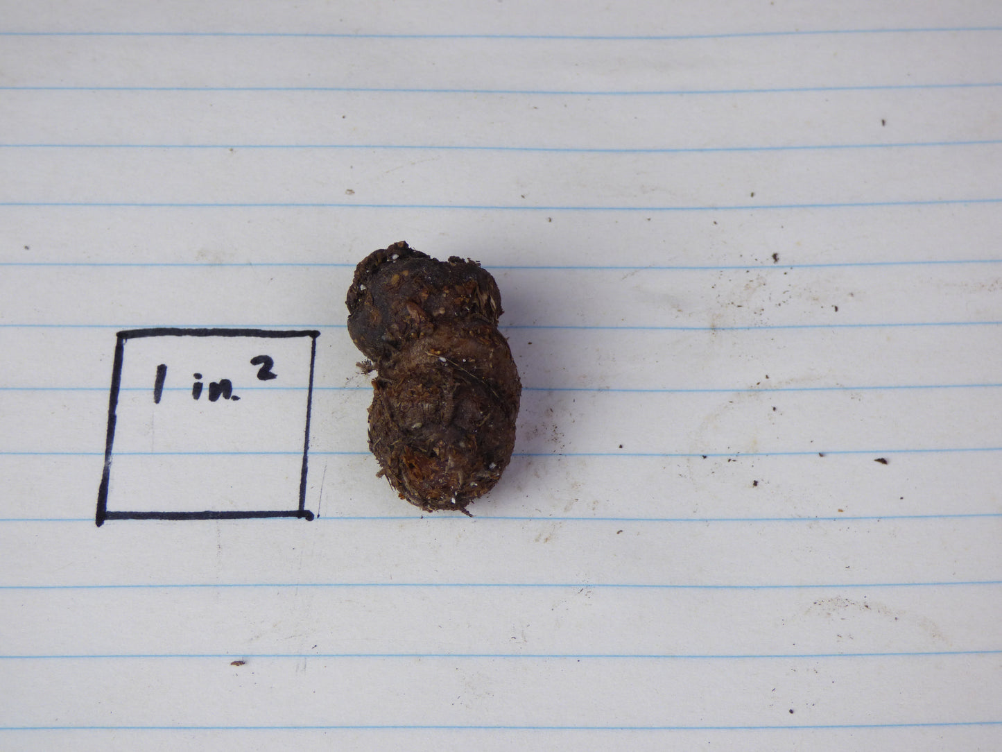 Amorphophallus myosuroides (AGA-1756-02) - MINIATURE species - Sweet fragrance