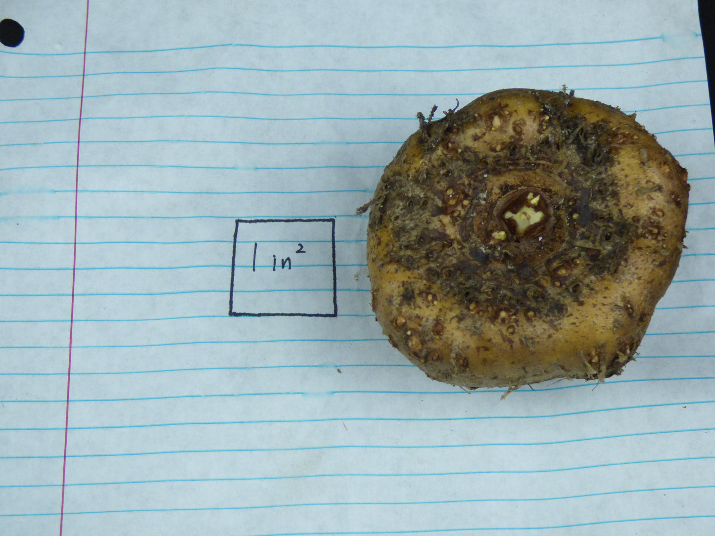 Amorphophallus krausei 'Giant Form 2' - Near Blooming tuber