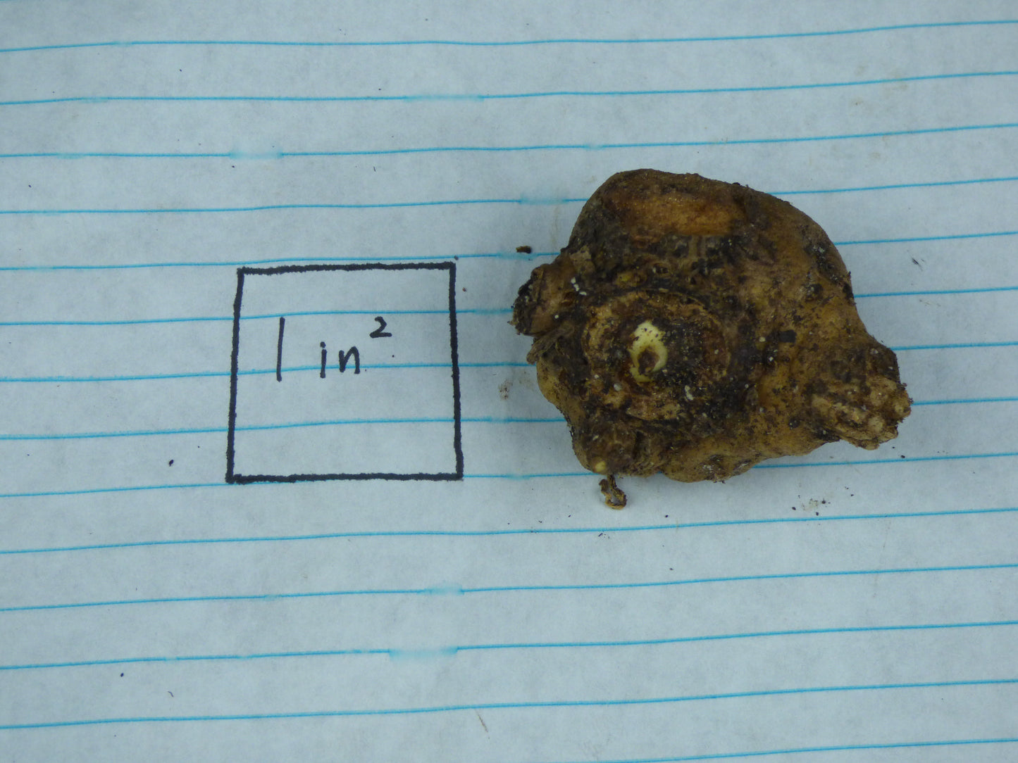 Amorphophallus sp. (Araceli, DWL-9704) - Large seedling size tuber