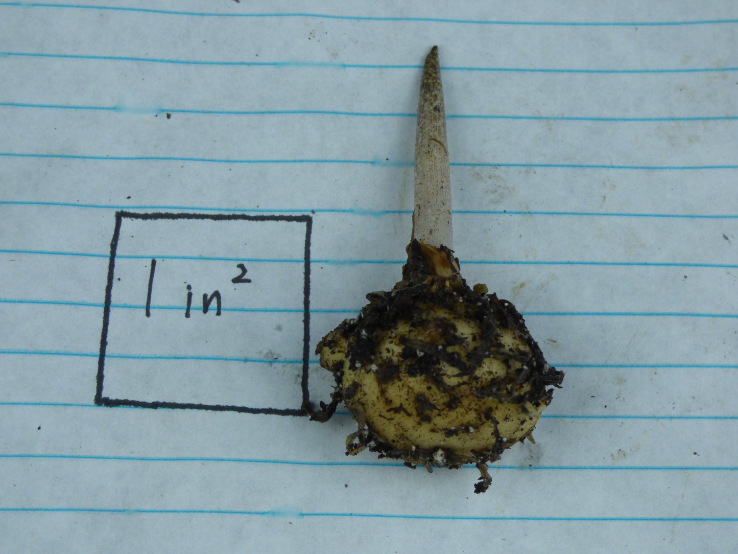 Amorphophallus (tinekeae x ((decus-silvae x gigas) x (variabilis x lambii)))