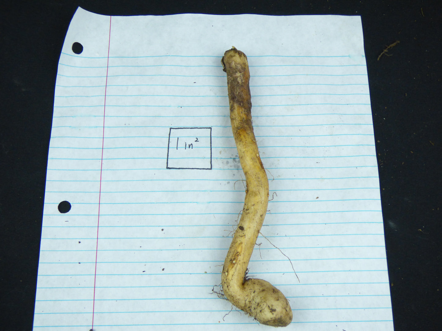 Amorphophallus lunatus - Large blooming size tuber