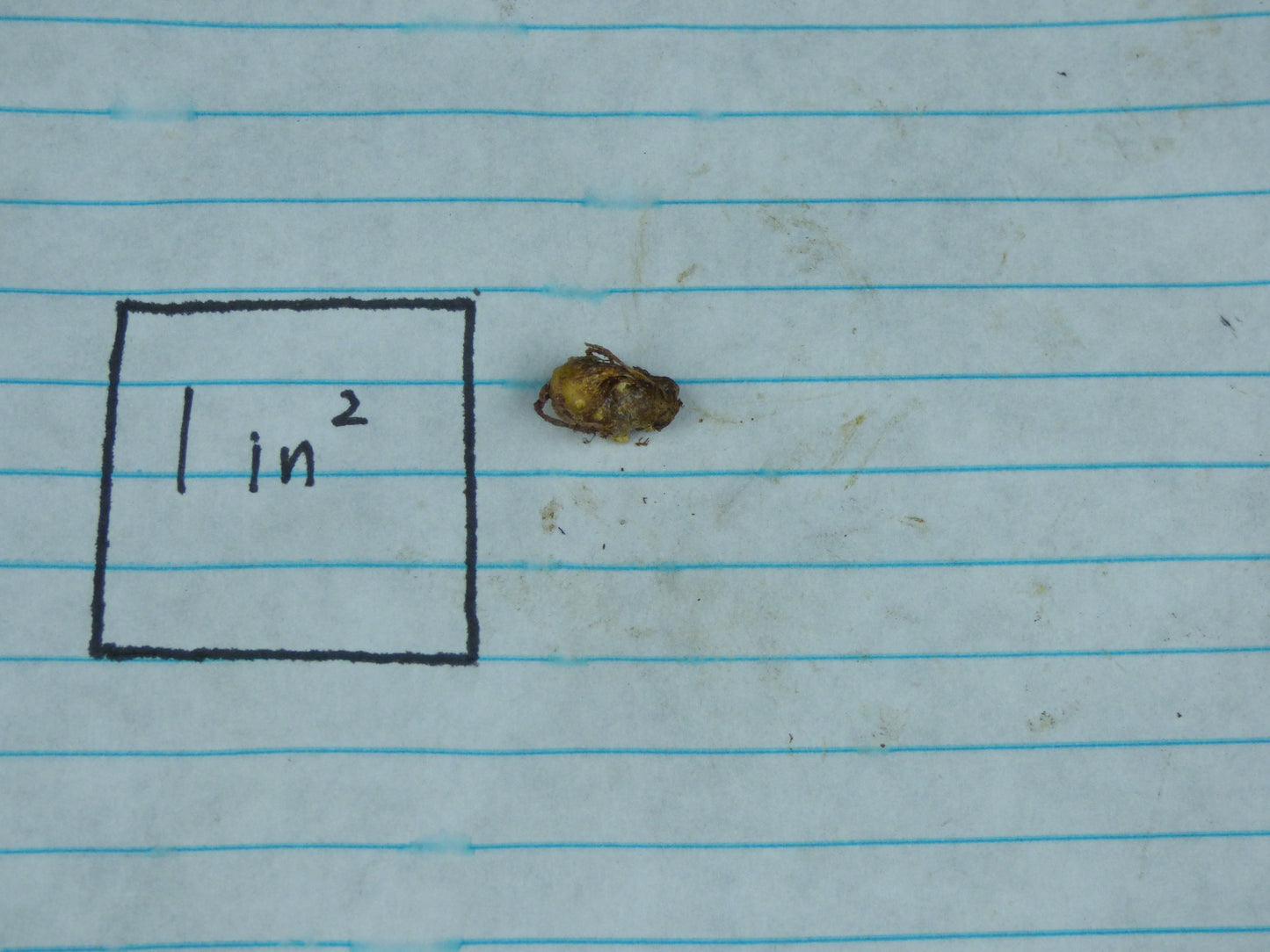 Typhonium orbifolium - MINI Corpse Flower relative - Tuber