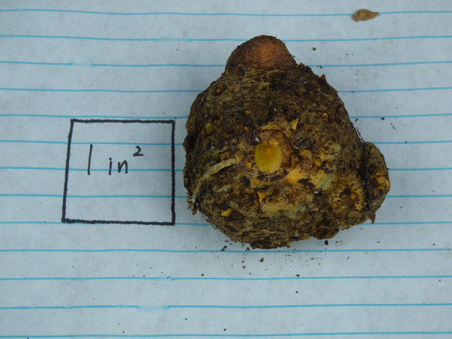 Taccarum weddellianum - Tuber