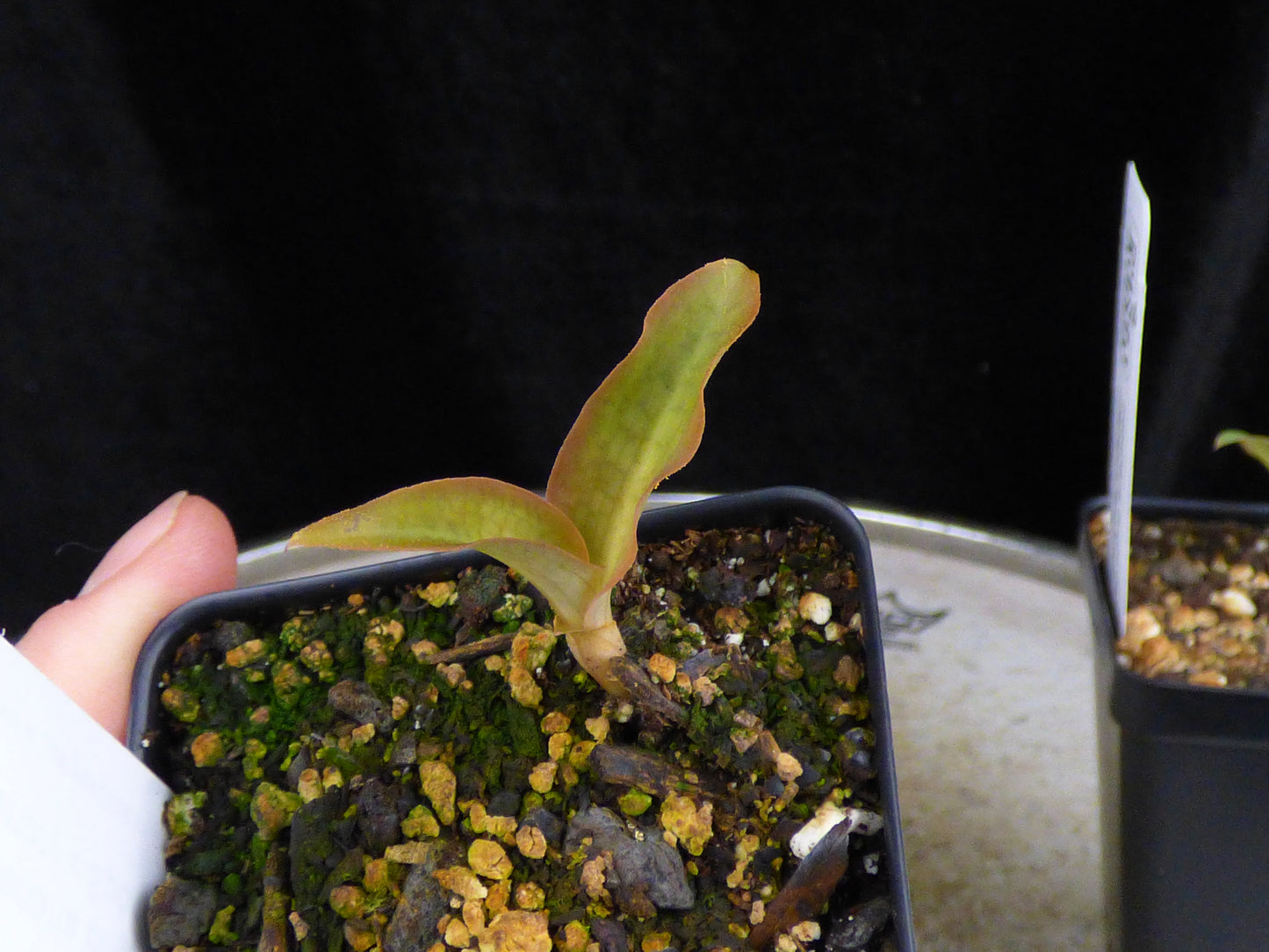 Habenaria Bright Canary (Canary x Spoonbill) - 2" Pot